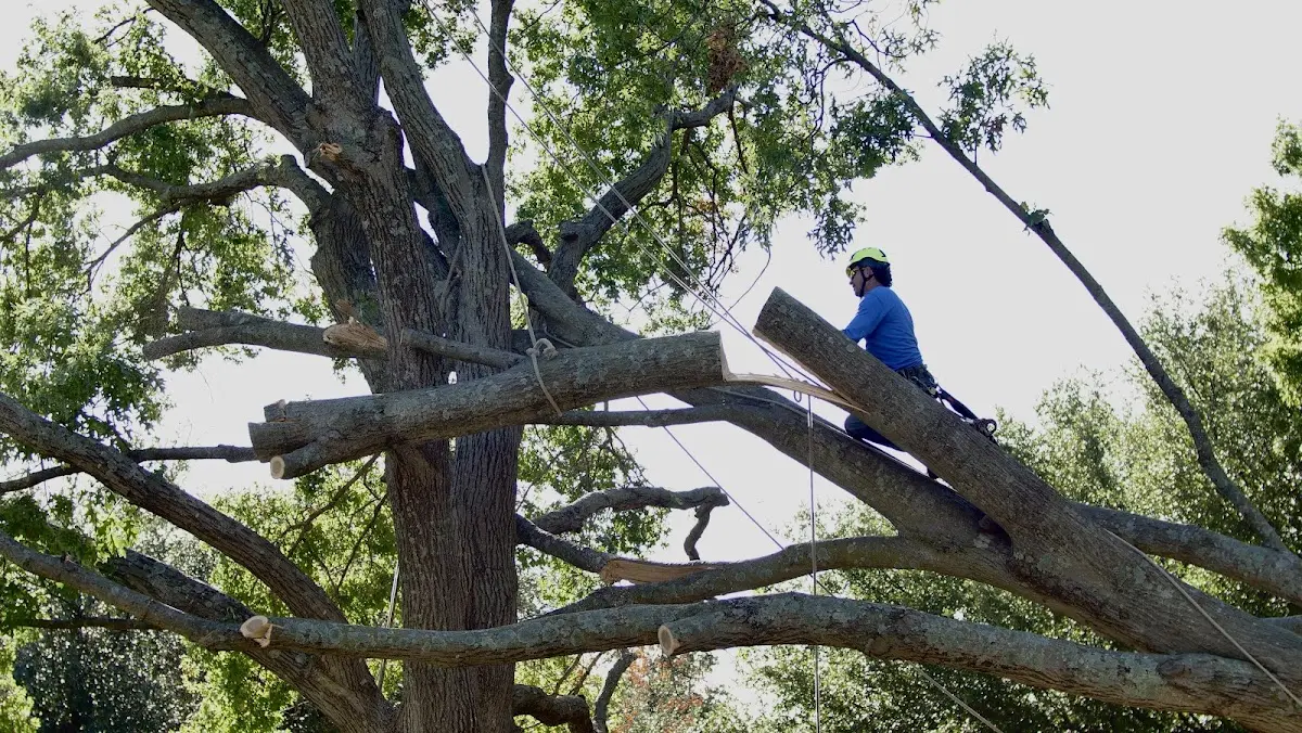 Professional Crown Thinning performed by certified arborists in Salford